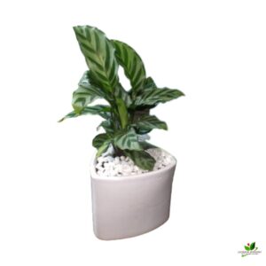 Calathea Concinna Plant – With Ceramic Pot