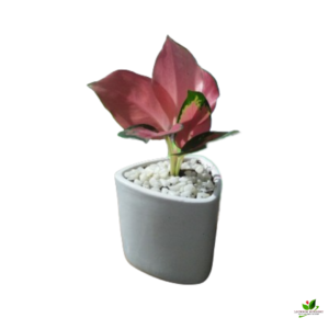 Aglaonema Dark Pink Plant – With Ceramic Pot