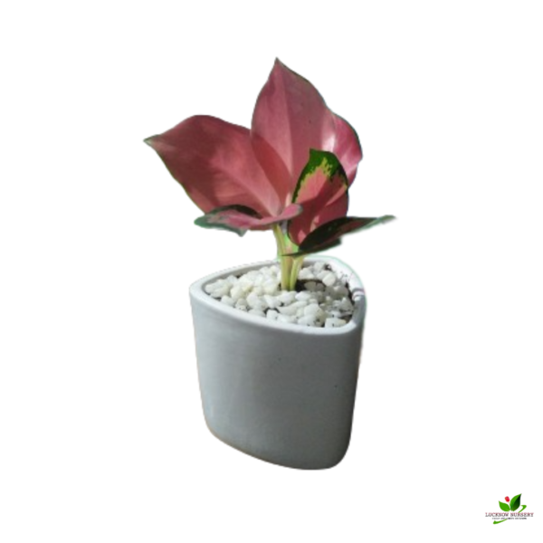 Aglaonema Dark Pink Plant - With Ceramic Pot