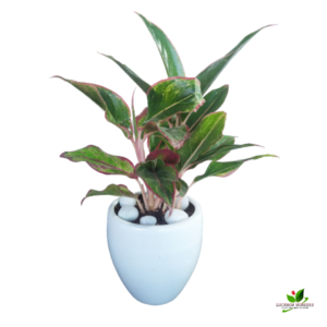 Aglaonema Lipstick Plant – with Ceramic Pot