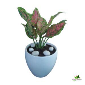 Pink Aglaonema Plant – with Ceramic Pot