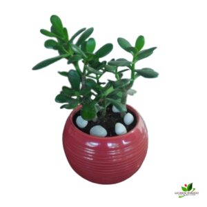 Crassula Ovata Plant – With Ceramic Pot