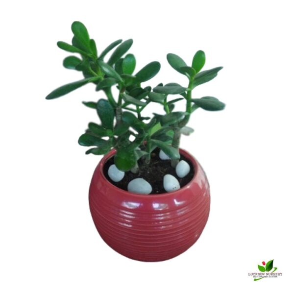 Crassula Ovata Plant - With Ceramic Pot