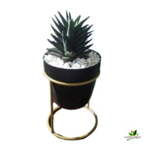 Haworthiopsis Limifolia Plant – with Metallic Pot