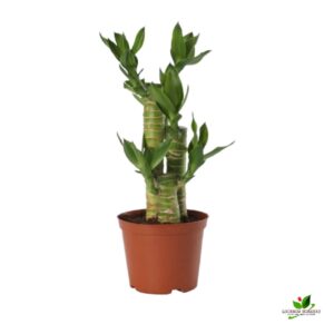 Multidrop Lotus Tiger Sticks Lucky Bamboo Plant – With Pot