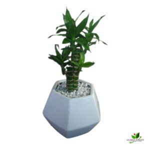 Multidrop Lotus Tiger Sticks Lucky Bamboo Plant – With Ceramic Pot