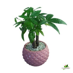 Pachira (Money Tree) Plant – With Ceramic Pot