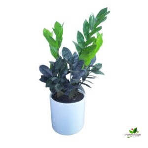 Black ZZ (Zamioculcas Zamifolia) Plant – With Ceramic Pot