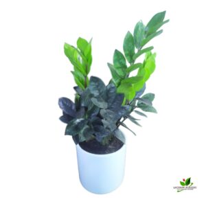 Black ZZ (Zamioculcas Zamifolia) Plant – With Ceramic Pot