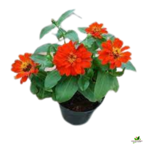 Zinnia (Orange) Plant – With Pot