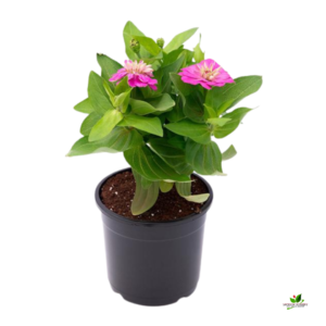 Zinnia (Pink) Plant – With Pot