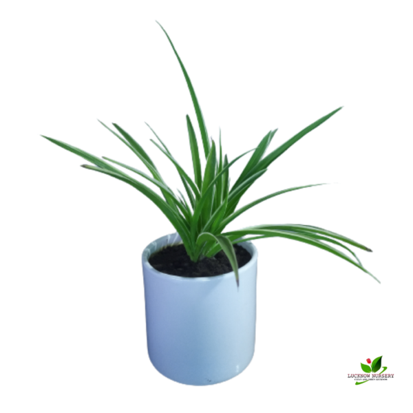 Spider Plant(Chlorophytum ) - With Ceramic Pot