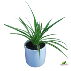 Spider Plant(Chlorophytum ) – With Ceramic Pot