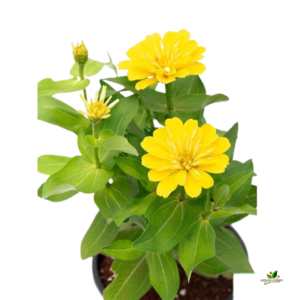 Zinnia (Yellow) Plant – With Pot