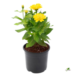 Zinnia (Yellow) Plant – With Pot