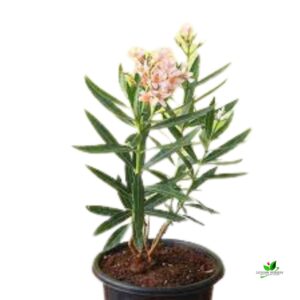 Kaner(Peach), Nerium Oleander Dwarf Flower Plant – WithPot