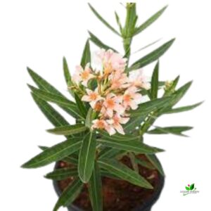 Kaner(Peach), Nerium Oleander Dwarf Flower Plant – WithPot