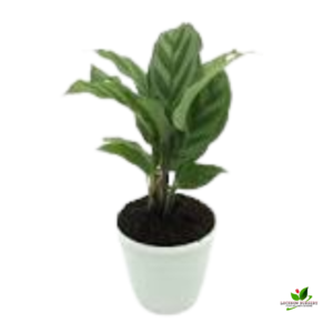 Calathea Concinna, Calathea Concinna Freddie Plant – With Pot