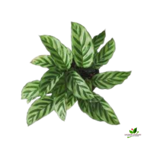 Calathea Concinna, Calathea Concinna Freddie Plant – With Pot