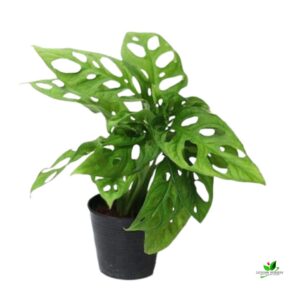 Monstera Adansonii, Philodendron (Broken Heart) Plant –  With Pot