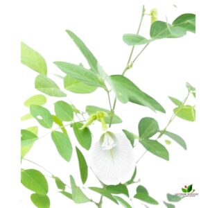 Aprajita, Clitoria Ternatea, Gokarna (White) Plant – With Pot