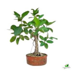 Banyan Tree Bonsai Plant – With Clay Pot