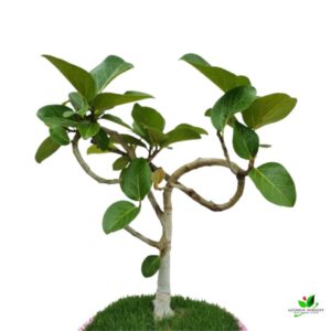 Banyan Tree Bonsai Plant – With Clay Pot