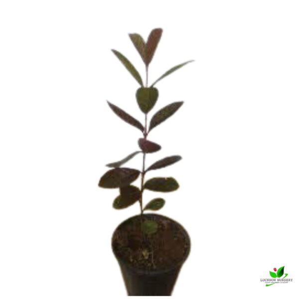 Black Guava, Amrud Plant- With Pot - Image 3