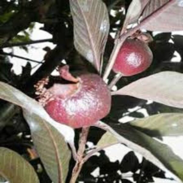 Black Guava, Amrud Plant- With Pot