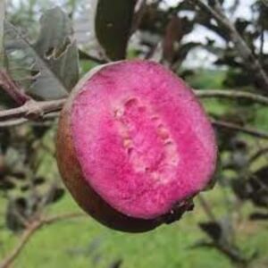 Black Guava, Amrud Plant- With Pot