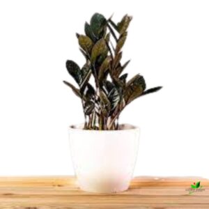 Black ZZ (Zamioculcas Zamifolia) Plant – With Plastic Pot