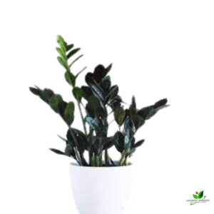 Black ZZ (Zamioculcas Zamifolia) Plant – With Plastic Pot