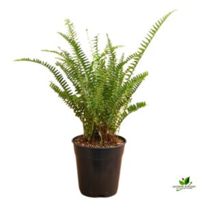 Nephrolepis Exaltata Bosteniensis, Green Fern, Boston Fern Plant – With Pot