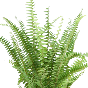 Nephrolepis Exaltata Bosteniensis, Green Fern, Boston Fern Plant – With Pot