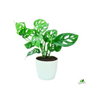 Monstera Adansonii, Philodendron (Broken Heart) Plant –  With Pot