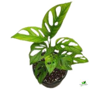 Monstera Adansonii, Philodendron (Broken Heart) Plant –  With Pot