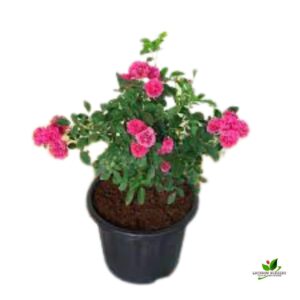 Miniature Rose (Pink), Button Rose Plant – with Pot