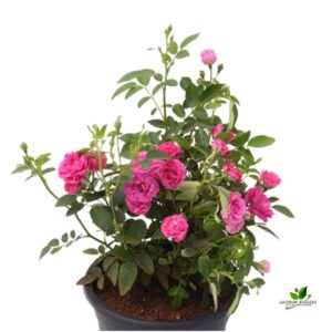 Miniature Rose (Pink), Button Rose Plant – with Pot