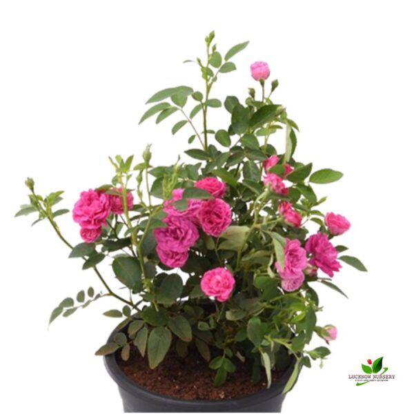 Miniature Rose (Pink), Button Rose Plant - with Pot - Image 2