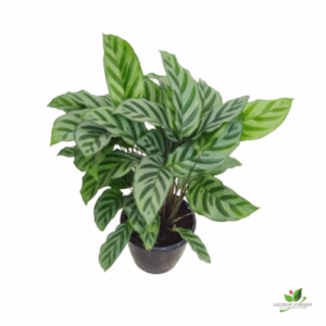 Calathea Freddie (Calathea concinna) Bushy Plant – With 12 cm Pot