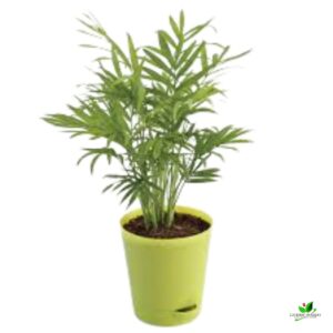 Chamaedorea Palm, Parlor Palm / Table Palm Plant – With Self Watering Pot