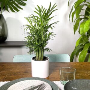 Chamaedorea Palm, Parlor Palm / Table Palm Plant – With Ceramic Pot