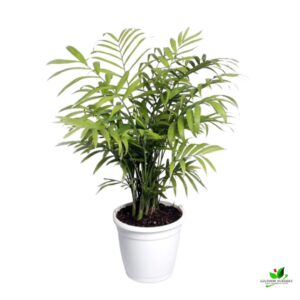 Chamaedorea Palm, Parlor Palm / Table Palm Plant – With Pot