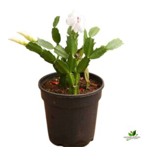 Christmas Cactus, Schlumbergera (Any Color) Succulent Plant- With Pot