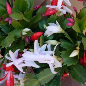 Christmas Cactus, Schlumbergera (Any Color) Succulent Plant- With Pot