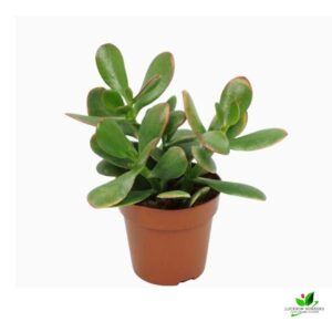 Crassula Ovata Plant – With Pot