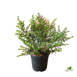 Cuphea Hyssopifolia (Lavender) Plant – With Pot