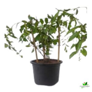 Curtain creeper, Vernonia creeper, Parda bel Plant – With Pot