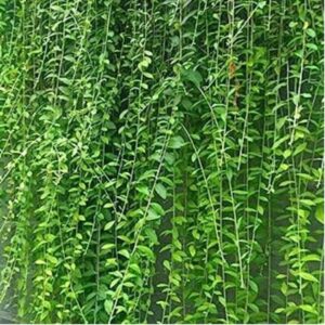 Curtain creeper, Vernonia creeper, Parda bel Plant – With Pot