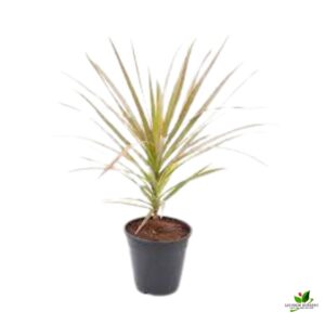 Dracaena Colorama Marginata Plant – With Pot